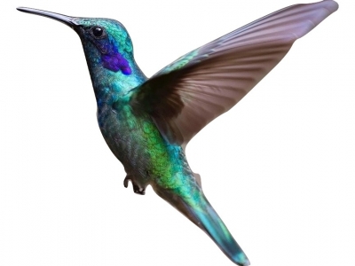 hummingbird-2139279_1920_burned
